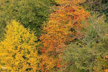 Dalxani Meşəsinin Payız Təbiəti