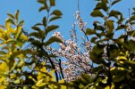 Quranic References to Spring as Reminder of Akhirah