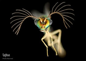 برترین عکس‌های میکروسکوپیک ۲۰۱۸