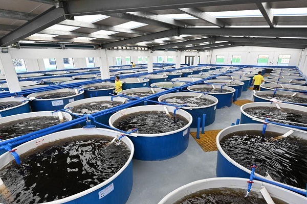 دستیابی به دانش فنی تولید «بچه ماهی مقاوم» در جهاددانشگاهی تهران