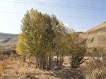 طبیعت بکر و پاییزی روستای انجرد شهرستان اهر