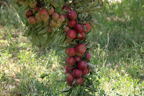 برداشت سیب از باغات میوه شهرستان اهر