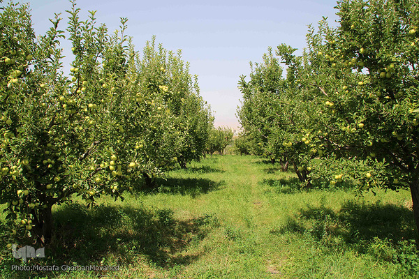 برداشت سیب از باغات میوه شهرستان اهر
