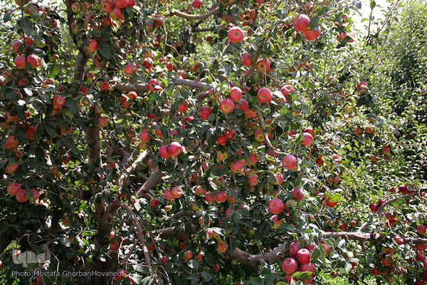 برداشت سیب از باغات میوه شهرستان اهر
