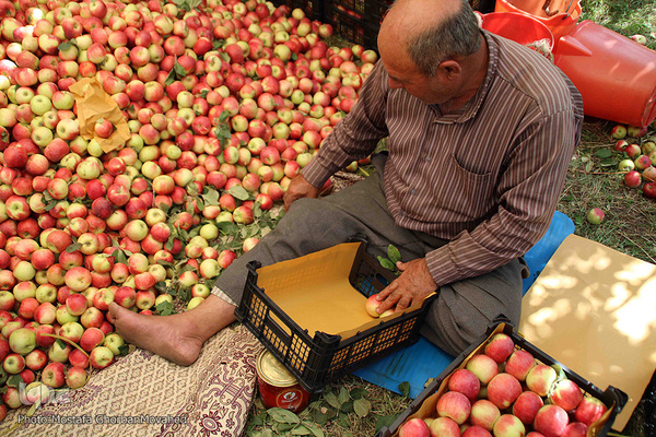 برداشت سیب از باغات میوه شهرستان اهر