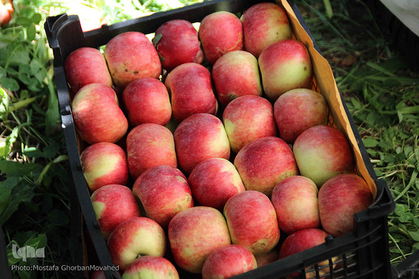 برداشت سیب از باغات میوه شهرستان اهر