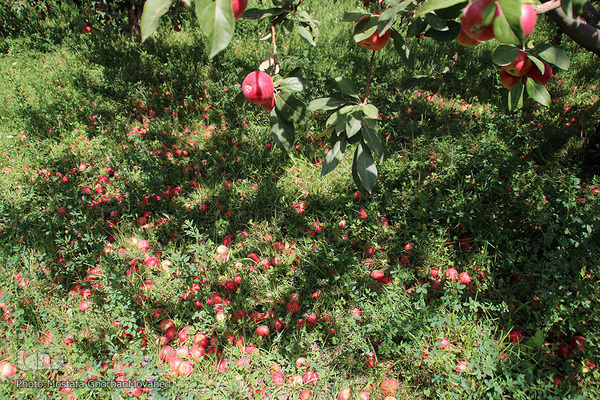 برداشت سیب از باغات میوه شهرستان اهر