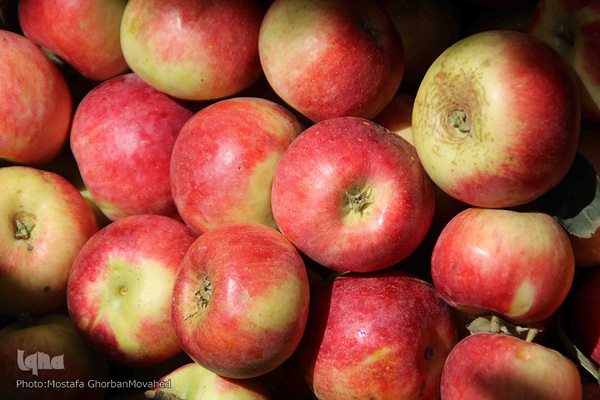 برداشت سیب از باغات میوه شهرستان اهر