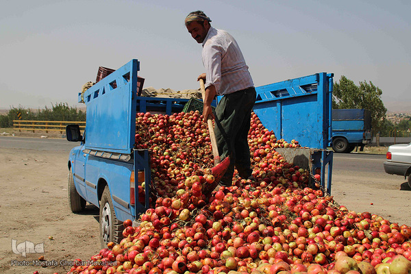 برداشت سیب از باغات میوه شهرستان اهر