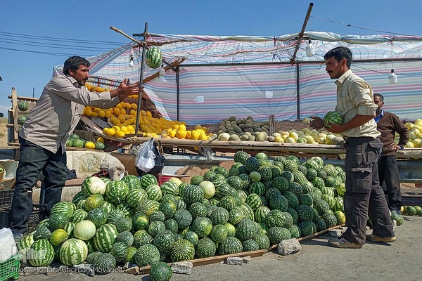 برداشت هندوانه از مزارع منطقه خواجه استان آذربایجان شرقی