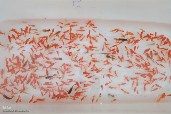 حال و هوای بازار خرید آخر سال در اهر