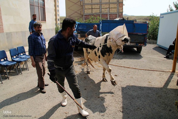  ذبح و توزیع گوشت ۵۰ رأس دام به مناسبت عید سعید قربان بین نیازمندان شهرستان اهر 
