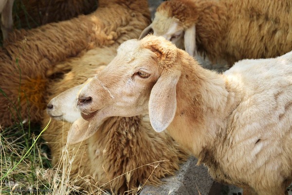  ذبح و توزیع گوشت ۵۰ رأس دام به مناسبت عید سعید قربان بین نیازمندان شهرستان اهر 

