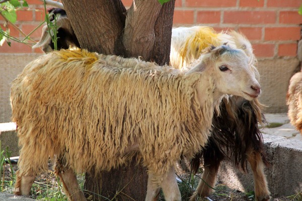  ذبح و توزیع گوشت ۵۰ رأس دام به مناسبت عید سعید قربان بین نیازمندان شهرستان اهر 
