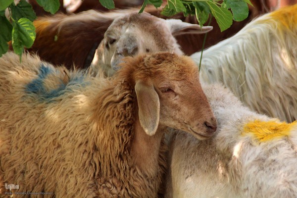  ذبح و توزیع گوشت ۵۰ رأس دام به مناسبت عید سعید قربان بین نیازمندان شهرستان اهر 
