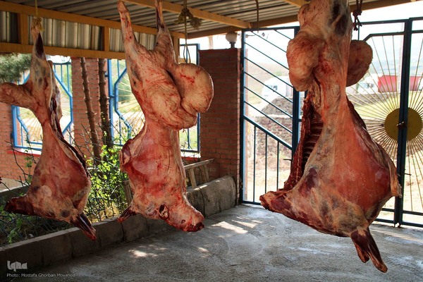  ذبح و توزیع گوشت ۵۰ رأس دام به مناسبت عید سعید قربان بین نیازمندان شهرستان اهر 
