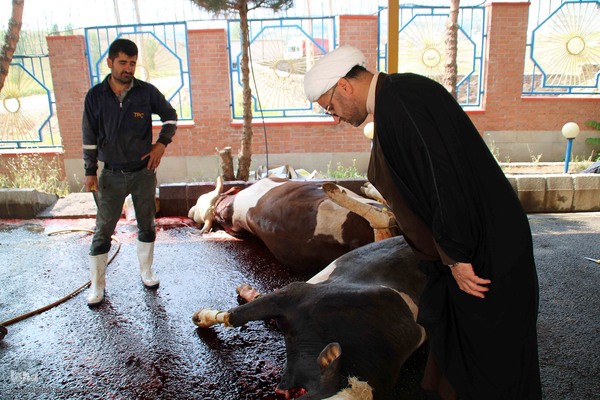  ذبح و توزیع گوشت ۵۰ رأس دام به مناسبت عید سعید قربان بین نیازمندان شهرستان اهر 
