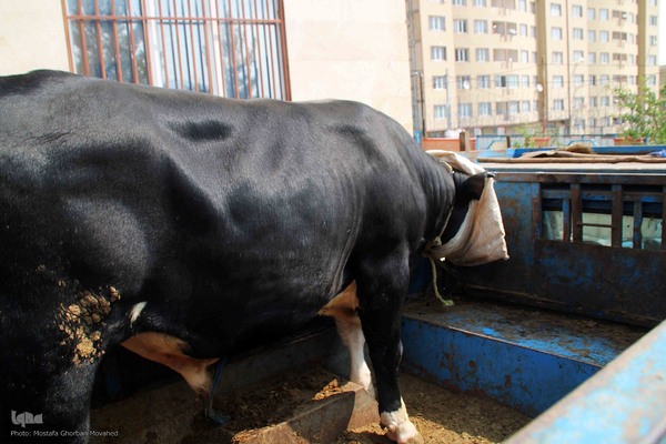  ذبح و توزیع گوشت ۵۰ رأس دام به مناسبت عید سعید قربان بین نیازمندان شهرستان اهر 
