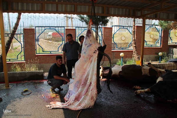  ذبح و توزیع گوشت ۵۰ رأس دام به مناسبت عید سعید قربان بین نیازمندان شهرستان اهر 
