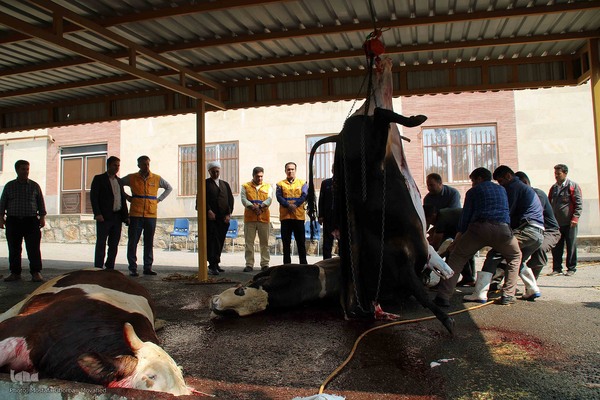  ذبح و توزیع گوشت ۵۰ رأس دام به مناسبت عید سعید قربان بین نیازمندان شهرستان اهر 
