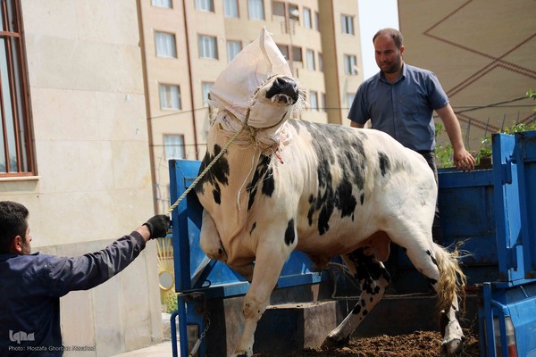  ذبح و توزیع گوشت ۵۰ رأس دام به مناسبت عید سعید قربان بین نیازمندان شهرستان اهر 
