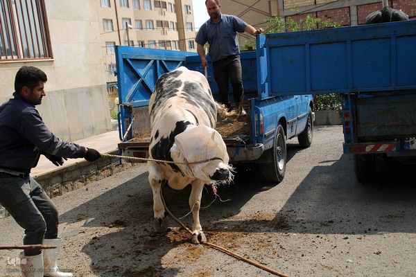  ذبح و توزیع گوشت ۵۰ رأس دام به مناسبت عید سعید قربان بین نیازمندان شهرستان اهر 
