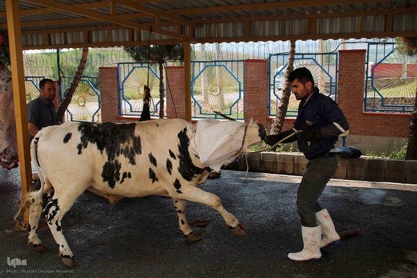  ذبح و توزیع گوشت ۵۰ رأس دام به مناسبت عید سعید قربان بین نیازمندان شهرستان اهر 
