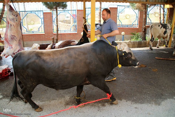  ذبح و توزیع گوشت ۵۰ رأس دام به مناسبت عید سعید قربان بین نیازمندان شهرستان اهر 
