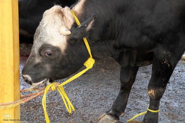  ذبح و توزیع گوشت ۵۰ رأس دام به مناسبت عید سعید قربان بین نیازمندان شهرستان اهر 
