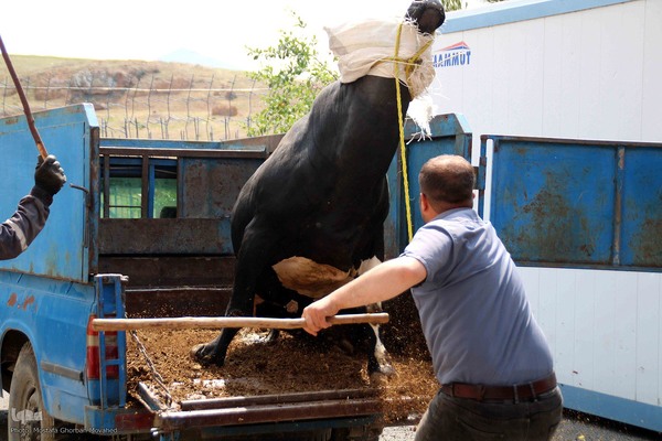 ذبح و توزیع گوشت ۵۰ رأس دام به مناسبت عید سعید قربان بین نیازمندان شهرستان اهر 
