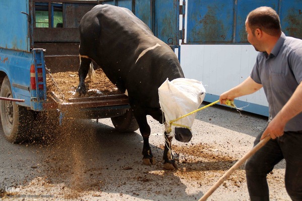 ذبح و توزیع گوشت ۵۰ رأس دام به مناسبت عید سعید قربان بین نیازمندان شهرستان اهر 
