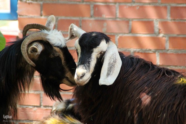  ذبح و توزیع گوشت ۵۰ رأس دام به مناسبت عید سعید قربان بین نیازمندان شهرستان اهر 
