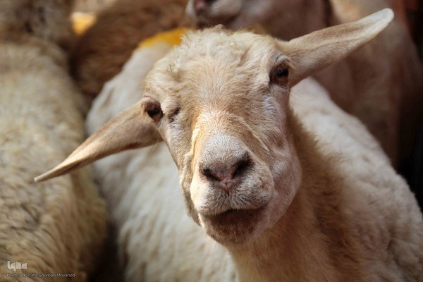  ذبح و توزیع گوشت ۵۰ رأس دام به مناسبت عید سعید قربان بین نیازمندان شهرستان اهر 
