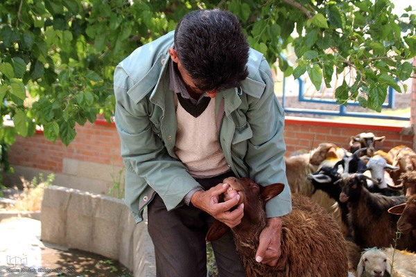  ذبح و توزیع گوشت ۵۰ رأس دام به مناسبت عید سعید قربان بین نیازمندان شهرستان اهر 
