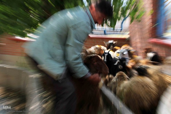  ذبح و توزیع گوشت ۵۰ رأس دام به مناسبت عید سعید قربان بین نیازمندان شهرستان اهر 
