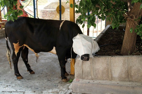  ذبح و توزیع گوشت ۵۰ رأس دام به مناسبت عید سعید قربان بین نیازمندان شهرستان اهر 
