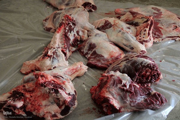  ذبح و توزیع گوشت ۵۰ رأس دام به مناسبت عید سعید قربان بین نیازمندان شهرستان اهر 
