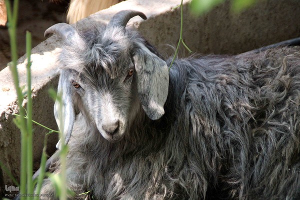 ذبح و توزیع گوشت ۵۰ رأس دام به مناسبت عید سعید قربان بین نیازمندان شهرستان اهر 
