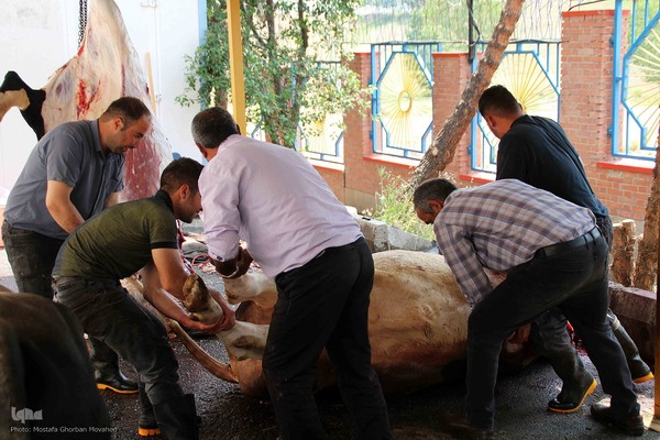  ذبح و توزیع گوشت ۵۰ رأس دام به مناسبت عید سعید قربان بین نیازمندان شهرستان اهر 

