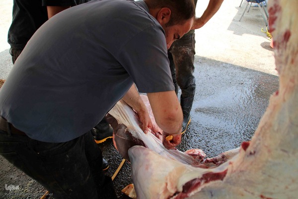  ذبح و توزیع گوشت ۵۰ رأس دام به مناسبت عید سعید قربان بین نیازمندان شهرستان اهر 

