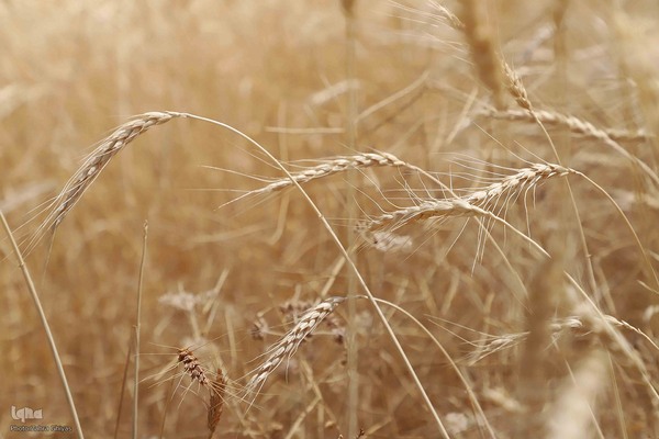 آیین شکرگزاری برداشت گندم در مراغه