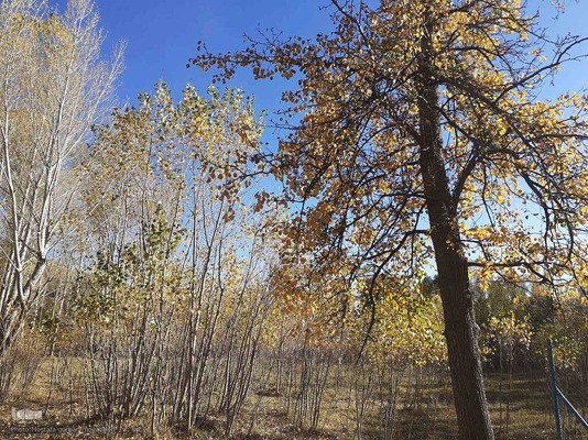رنگ آمیزی طبیعت در مناطق روستایی شهرستان اهری
