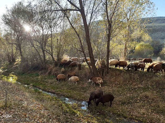 رنگ آمیزی طبیعت در مناطق روستایی شهرستان اهری
