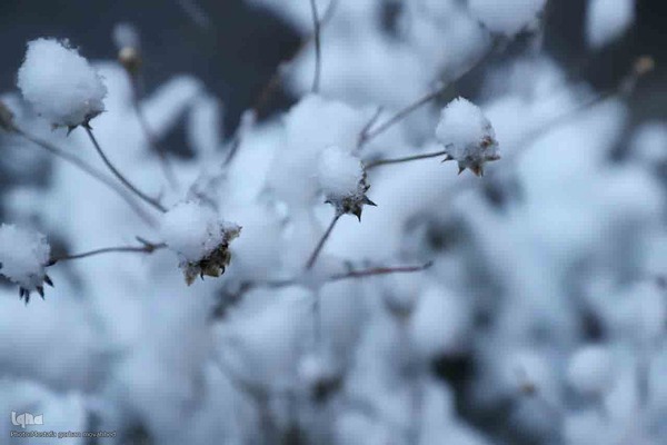 بارش برف در شهرستان اهر