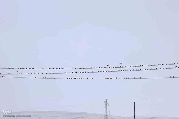 بارش برف در اهر