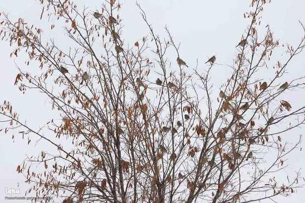 بارش برف در اهر