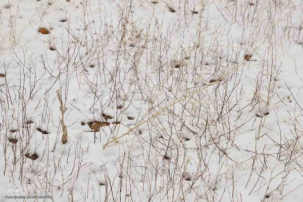 بارش برف در اهر