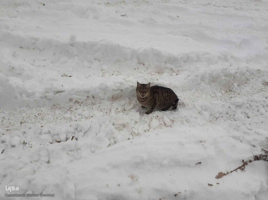 طبیعت برفی مناطق شهری و روستایی اهر