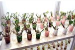Préservation de trois millions de graines de plantes rares dans le jardin coranique de Doha