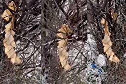 Albanie : la police ouvre une enquête sur le Coran endommagé à Gjakova